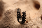 Lizard Spine